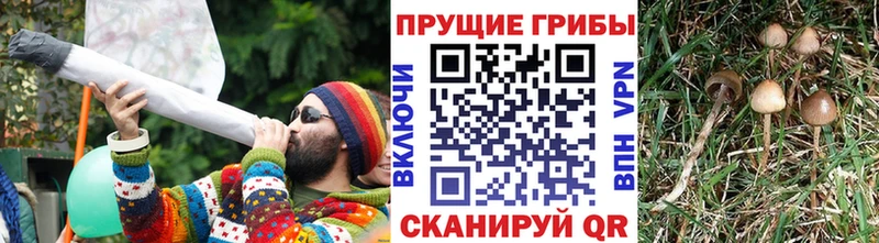 Купить  Кораблино  Псилоцибиновые грибы Psilocybe 